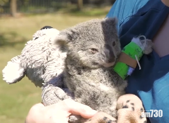 澳洲樹熊受沉默「殺手」威脅