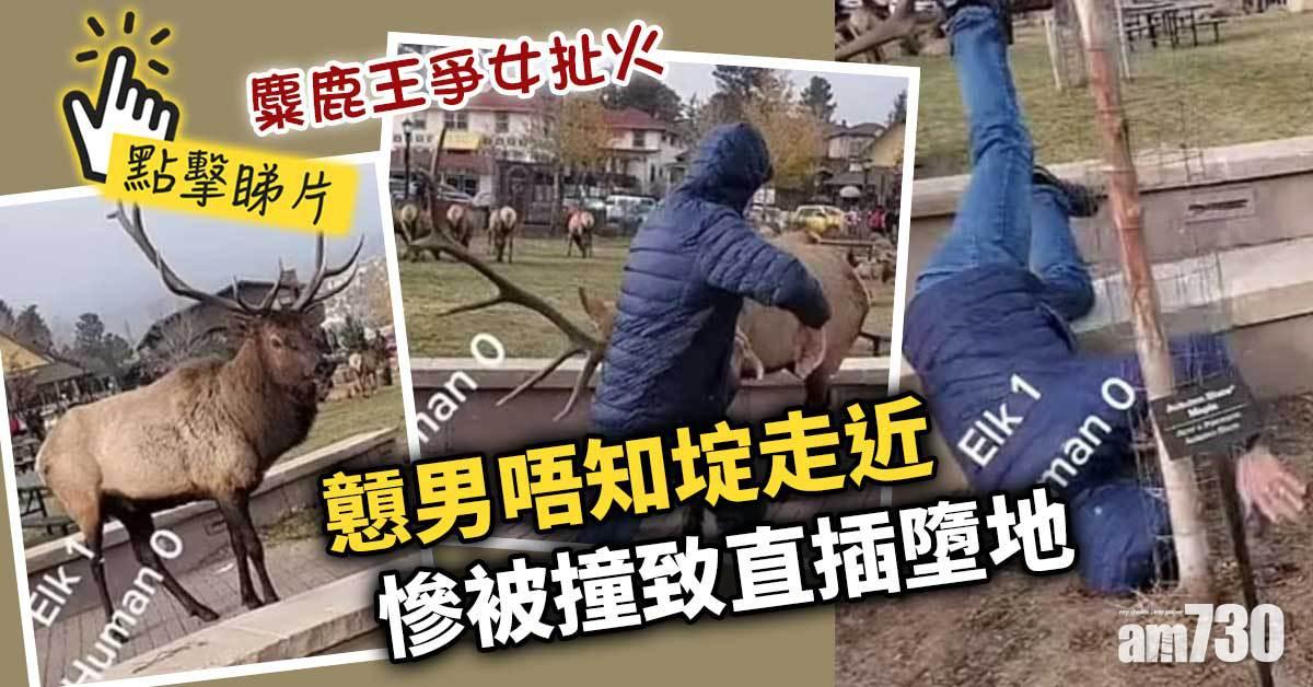 有片｜麋鹿王爭女扯火  戅男唔知埞走近慘被撞致直插墮地