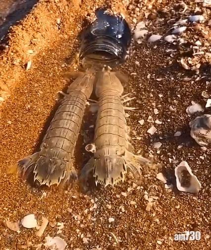 網上熱話｜瀨尿蝦入樽    網民︰我想知玻璃瓶有多長