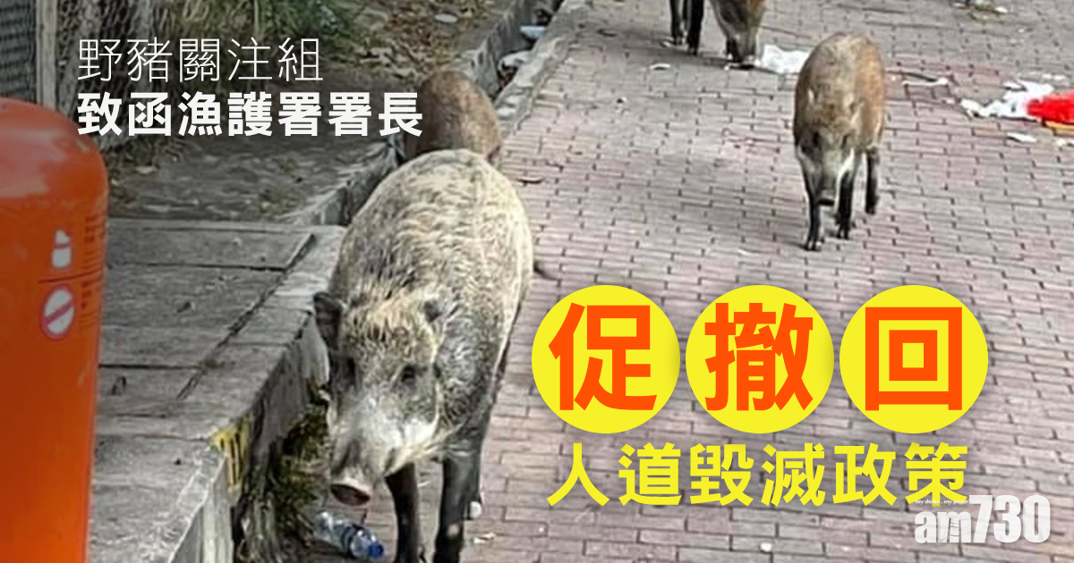 野豬關注組致函漁護署署長　促撤回「人道毀滅」政策