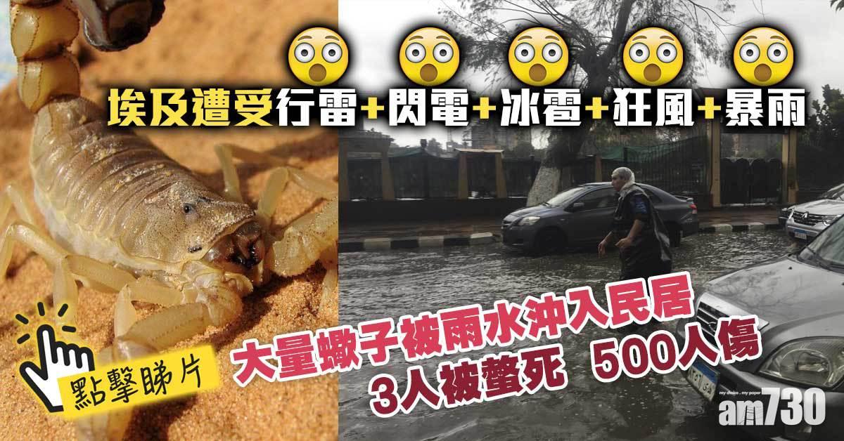 有片｜埃及大量蠍子被雷暴雨沖入民宅  3人遭螫死500人傷