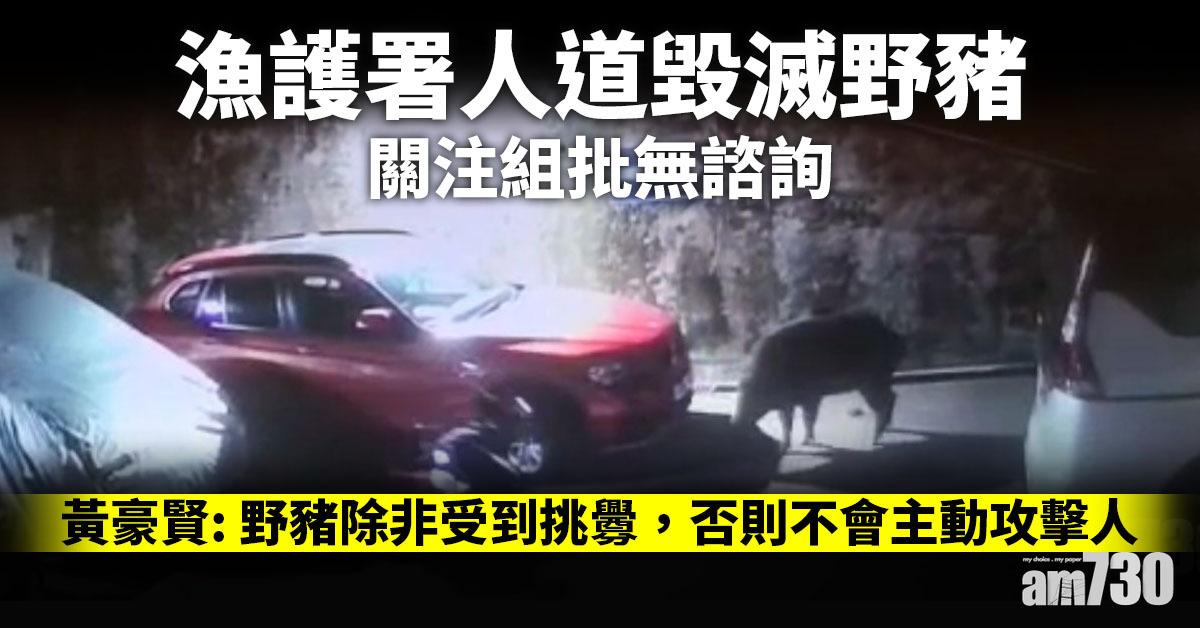 漁護署：不捕捉郊區野豬「人道毀滅」　擬發狩獵牌擴禁餵區