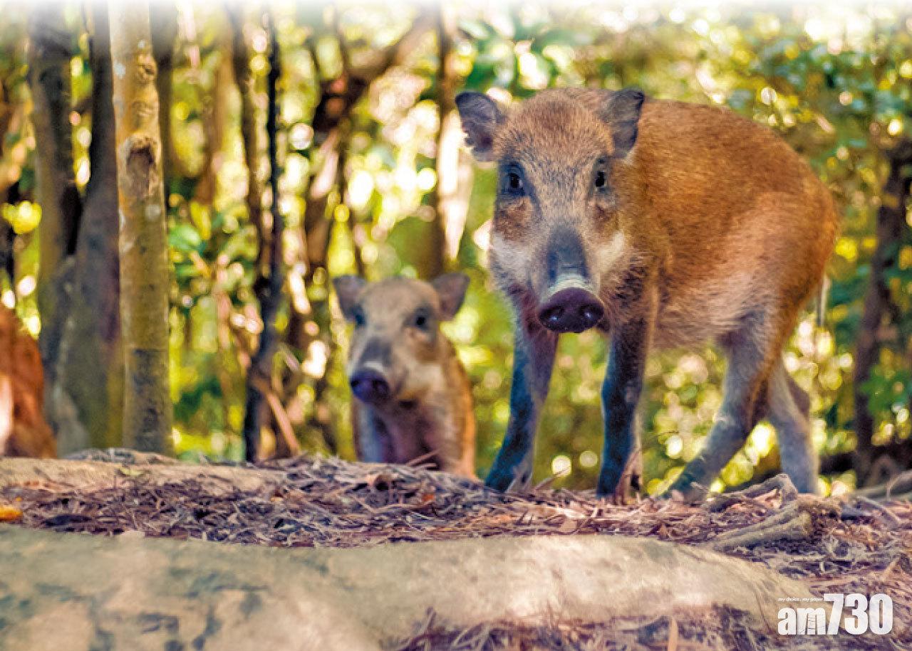 漁護署︰每月5次行動  6.4萬人促撤野豬格殺令