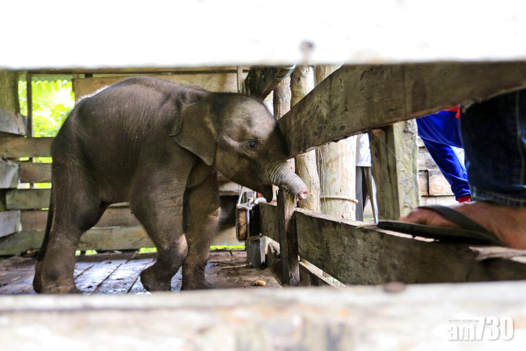 冷血偷獵｜1歲象女墮陷阱切斷鼻  遭象群遺棄險死