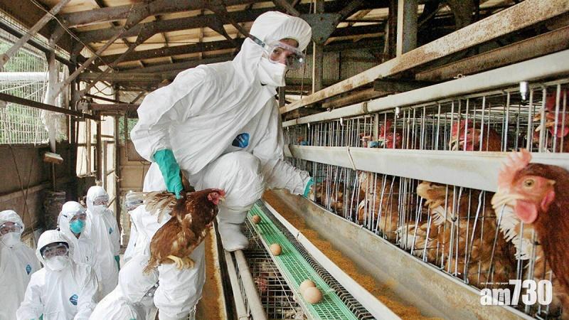 日本禽流感肆虐　兵庫屠殺15.5萬隻雞