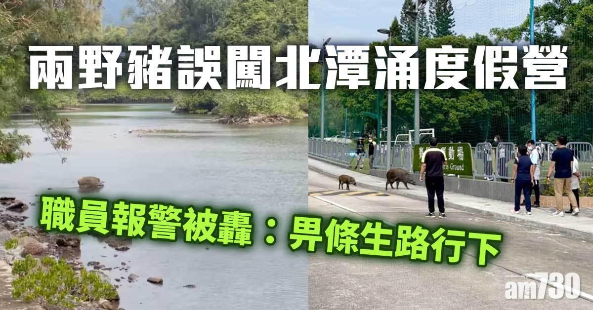 兩野豬誤闖北潭涌度假營　職員報警被轟：畀條生路行下