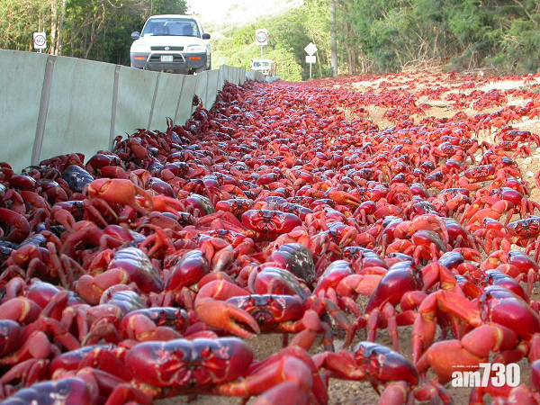 有片｜周圍都是蟹！聖誕島數百萬紅蟹年度「大遷徙」往西澳洲繁殖