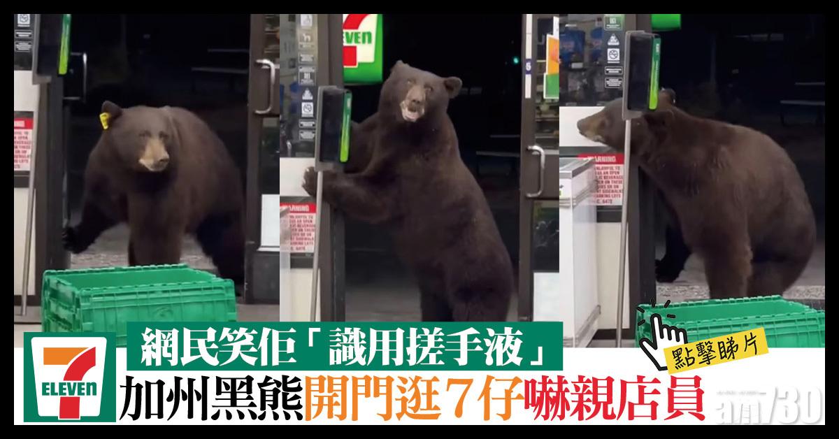 有片｜加州黑熊開門逛7仔嚇親店員  網民笑佢「識用搓手液」