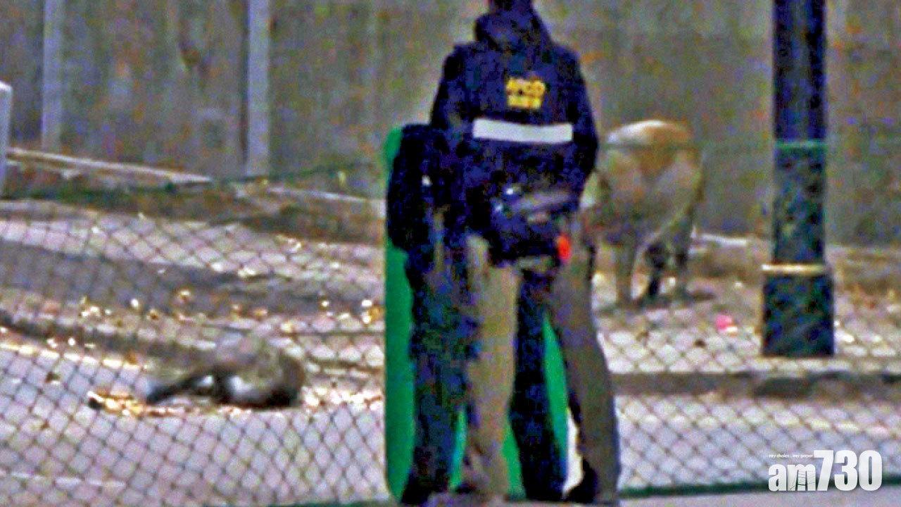 漁護署「殺豬令」後  首度人道毀滅7隻野豬