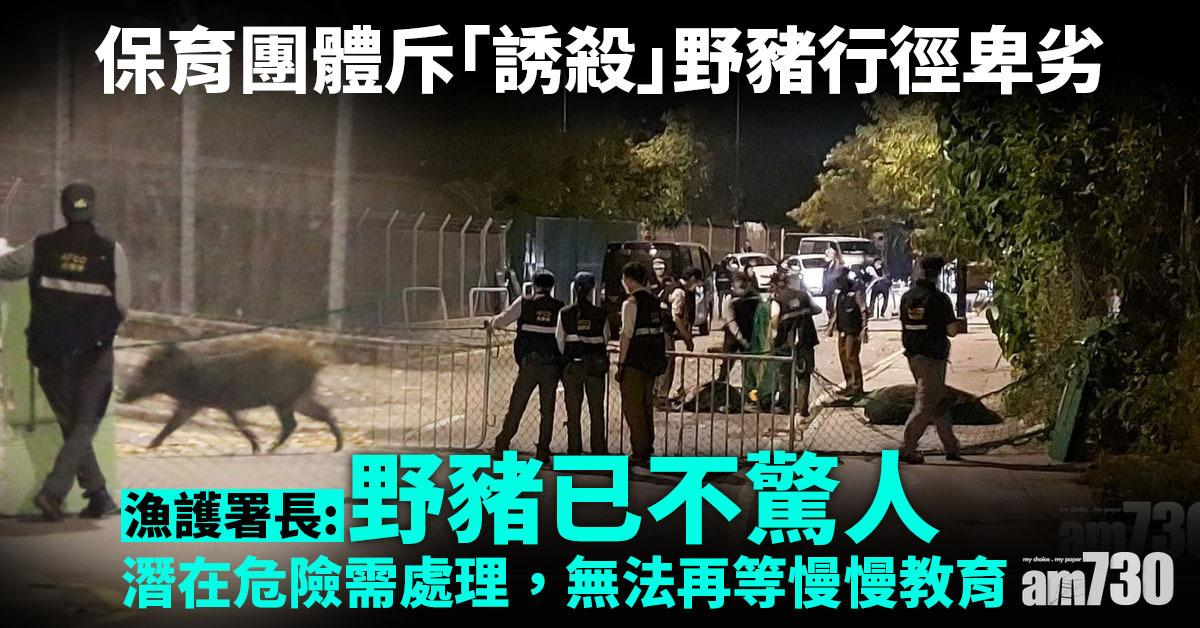 殺豬令｜保育團體斥「誘殺」野豬行徑卑劣　漁護署：做法人道