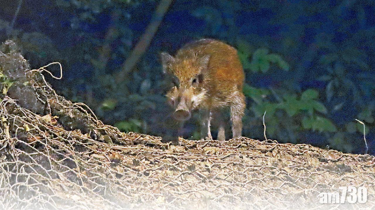 誘殺野豬惹爭議 關注組斥卑鄙 愛協嚴厲反對 漁護署稱做法人道