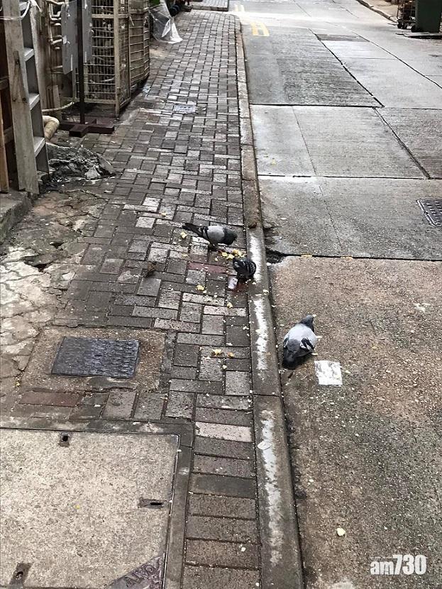 網上熱話｜北角野鴿聚街頭　網民歸咎有人餵飼