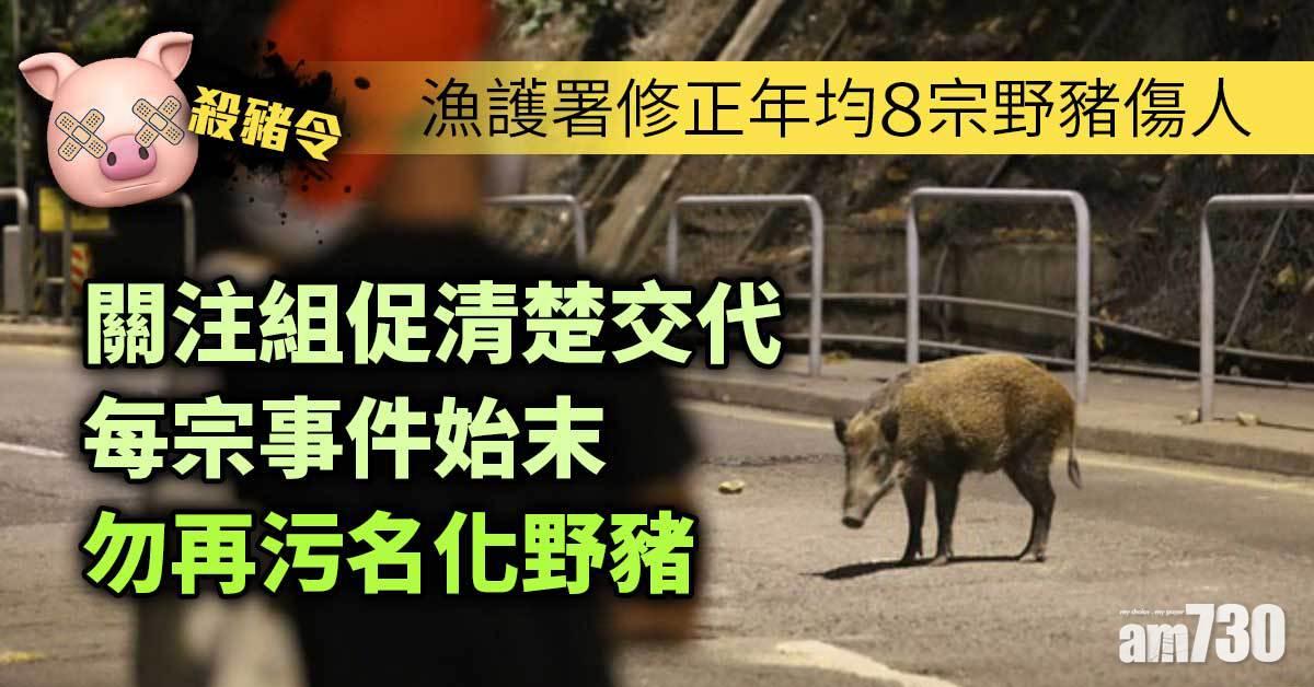 殺豬令｜漁護署修正年均8宗野豬傷人　關注組促清楚交代勿污名化