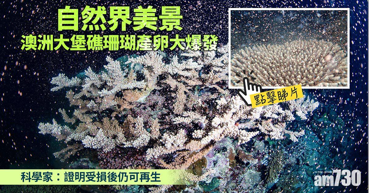 有片｜澳洲大堡礁珊瑚產卵大爆發  科學家：證明珊瑚受損後仍可再生