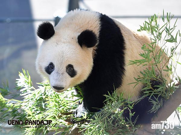 上野動物園熊貓香香　歸還回國三度延期