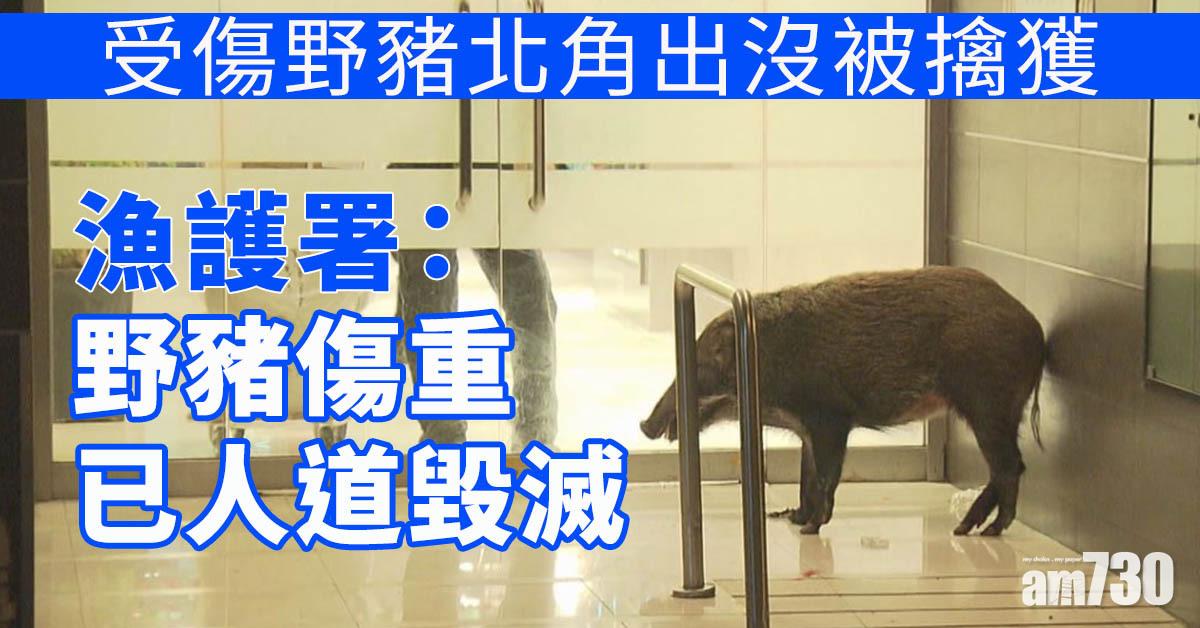 受傷野豬天后廟道出沒 漁護到場射麻醉藥擒獲 已被人道毀滅