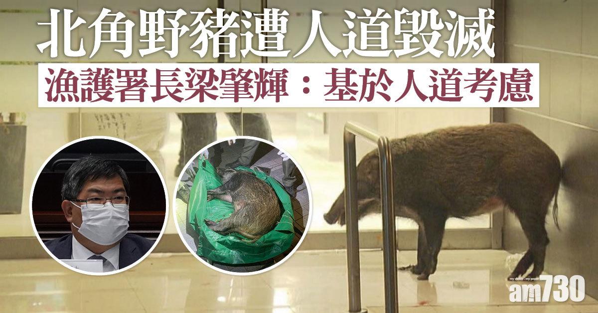 北角野豬遭人道毀滅　漁護署長梁肇輝：基於人道考慮