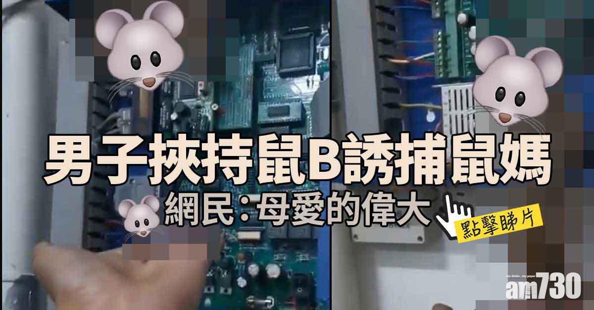 捉鼠要用腦｜男子挾持鼠B誘捕鼠媽  網民崩潰「我不行」(有片)
