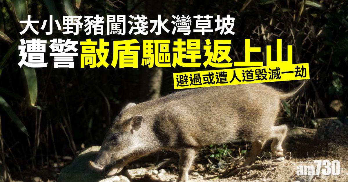 殺豬令｜大小野豬闖淺水灣草坡　遭警敲盾驅趕返上山