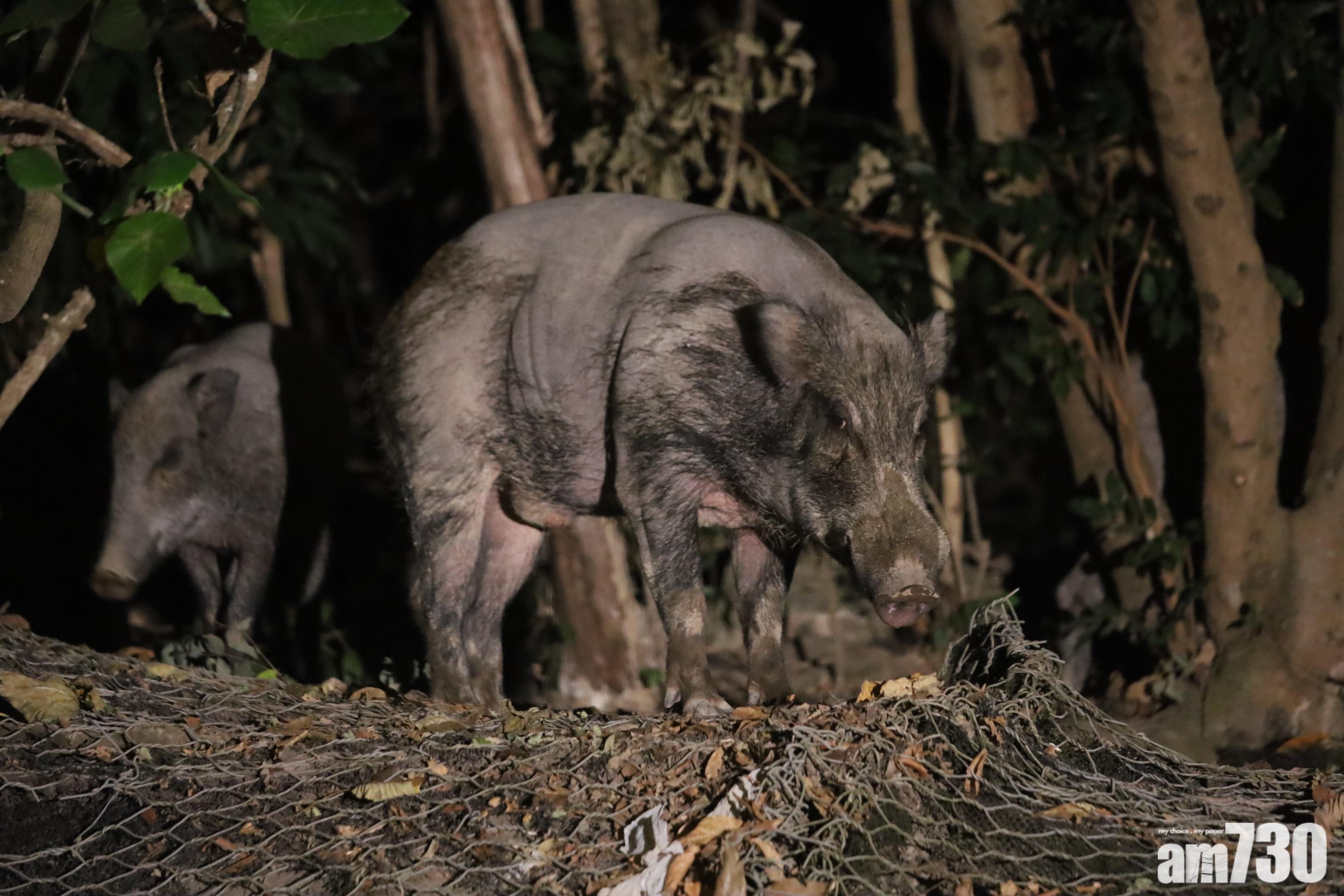 殺豬令｜兩野豬昨闖淺水灣被趕返上山　漁護署證已人道毀滅