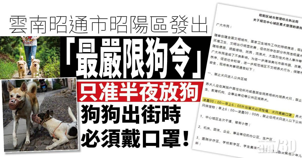 只准半夜放狗 雲南昭通發出「最嚴限狗令」