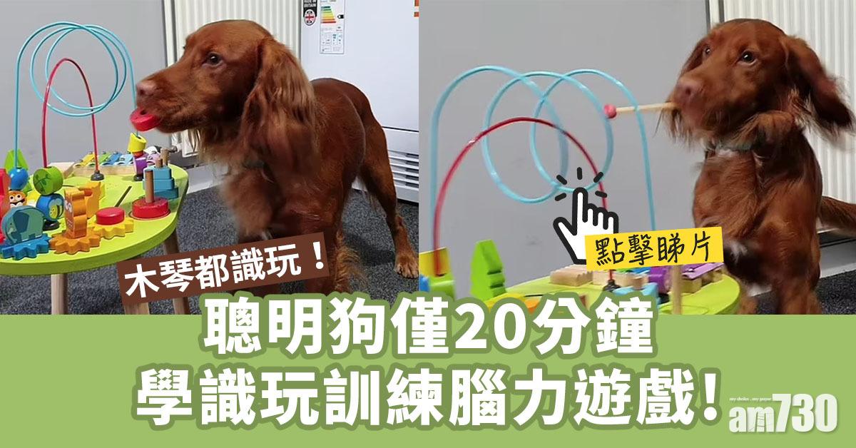 有片｜聰明狗僅20分鐘學識玩訓練腦力遊戲