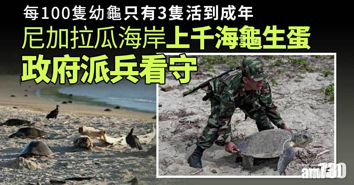 尼加拉瓜海岸上千海龜生蛋  政府派兵看守