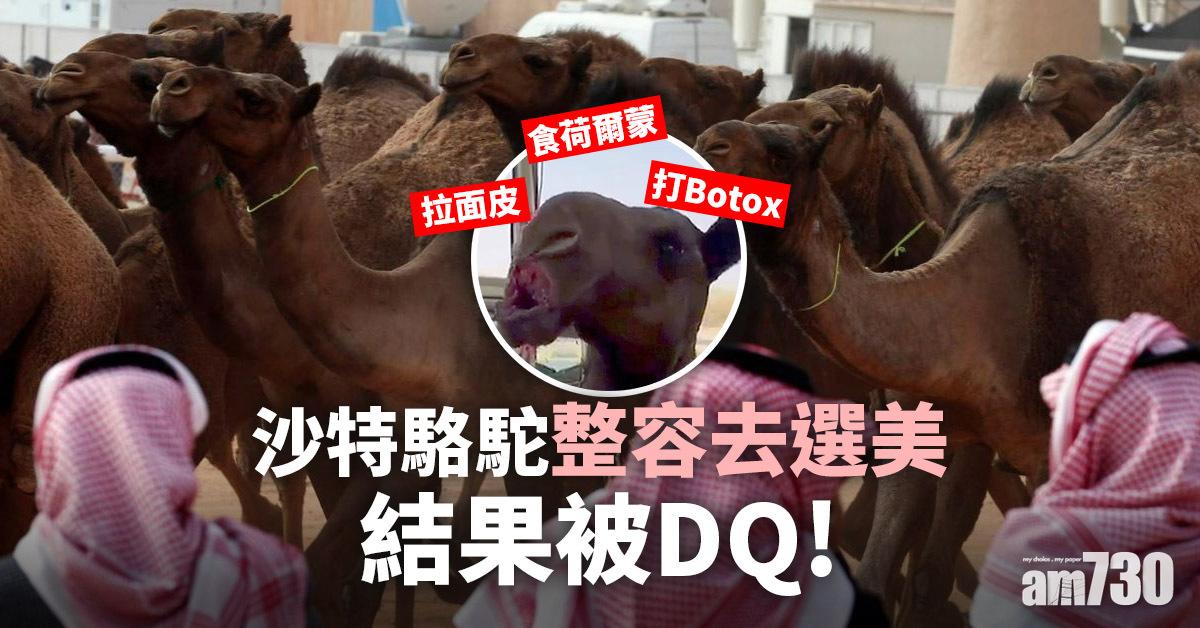沙特駱駝打Botox豐唇兼拉面皮去選美  難逃DQ