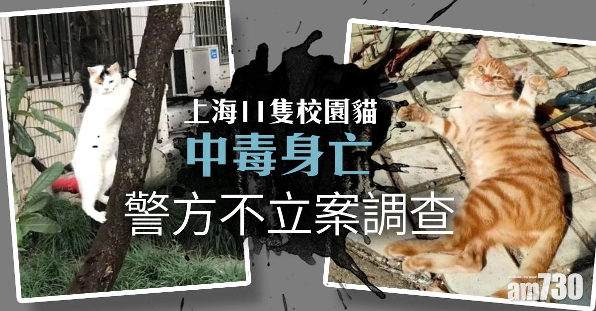 落毒殺貓｜上海11隻校園貓中毒亡 警方不立案