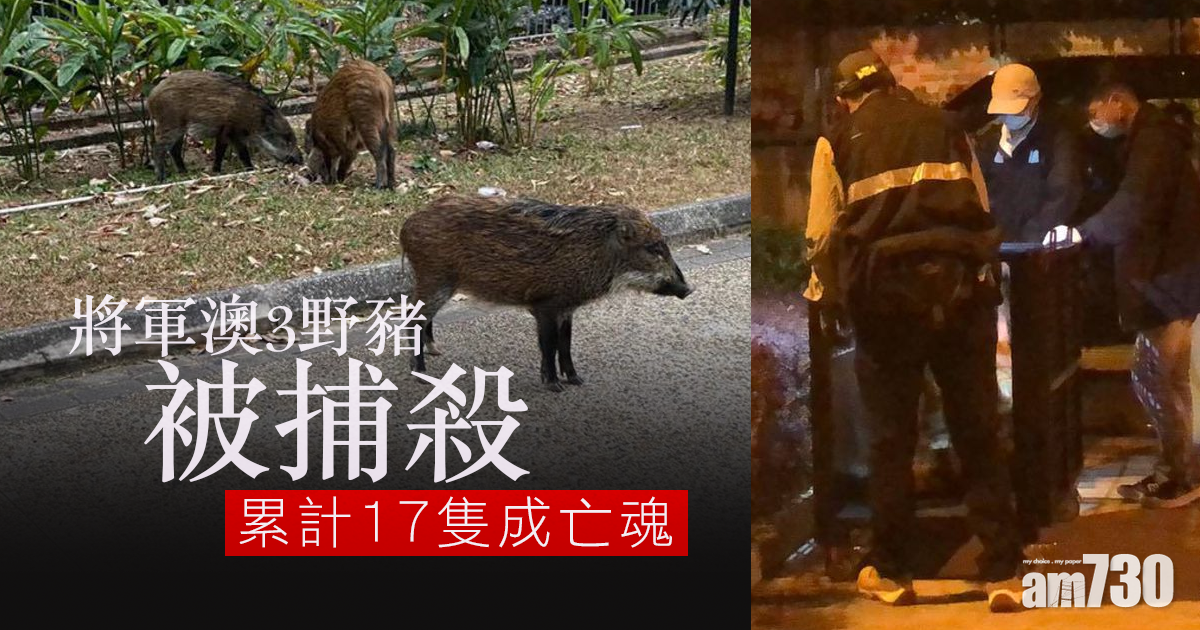 殺豬令｜將軍澳3野豬被捕殺　累計17隻成亡魂