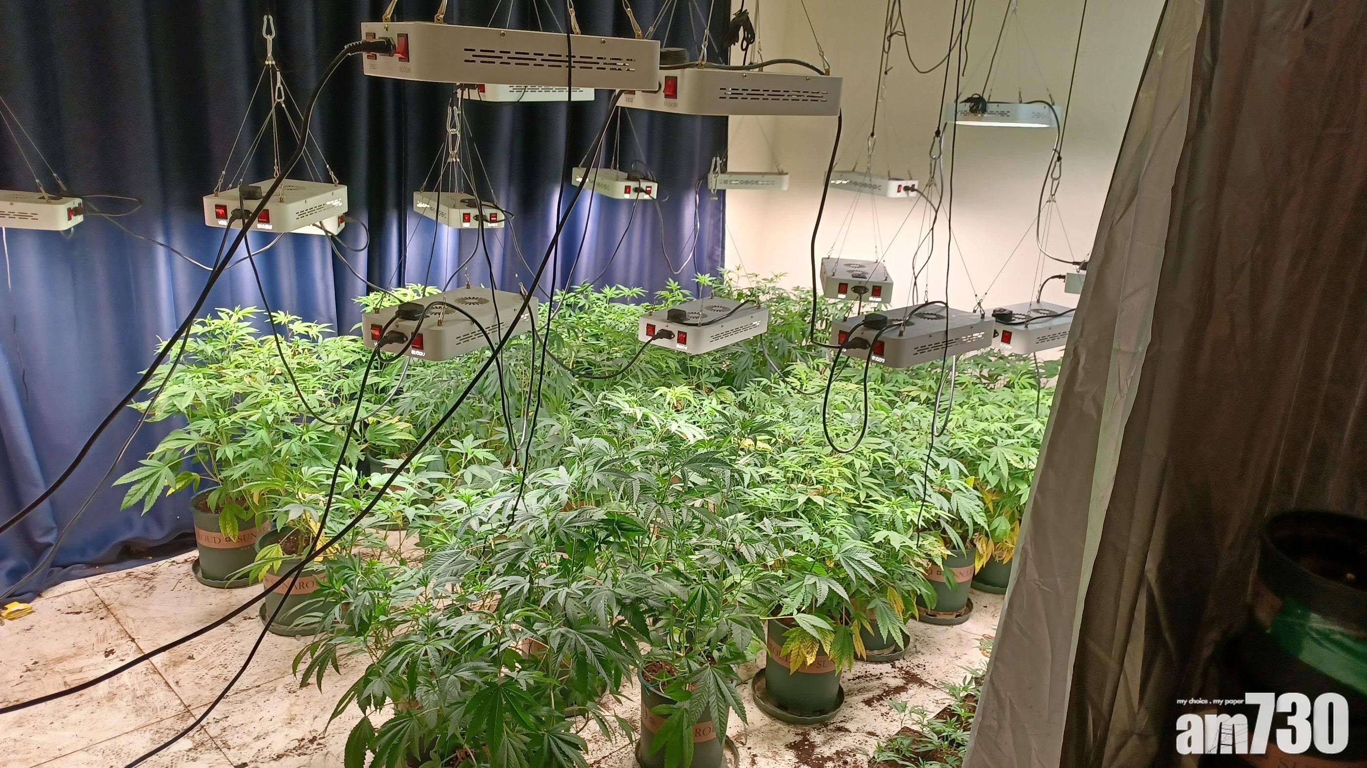 青少年吸食大麻按年急增近1倍　成最常用毒品