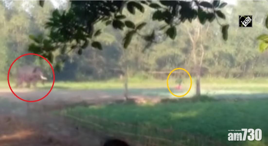 有片｜印度野象瘋狂襲擊男子  窮追又踩又撞