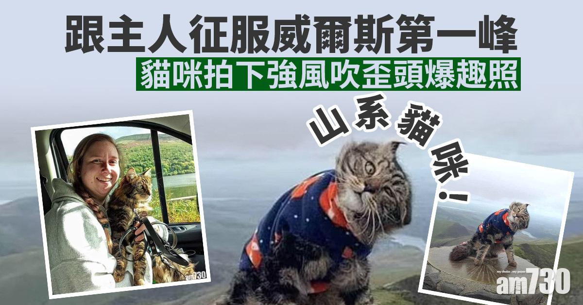 跟主人征服威爾斯第一峰  山系貓咪拍下強風吹歪頭爆趣照