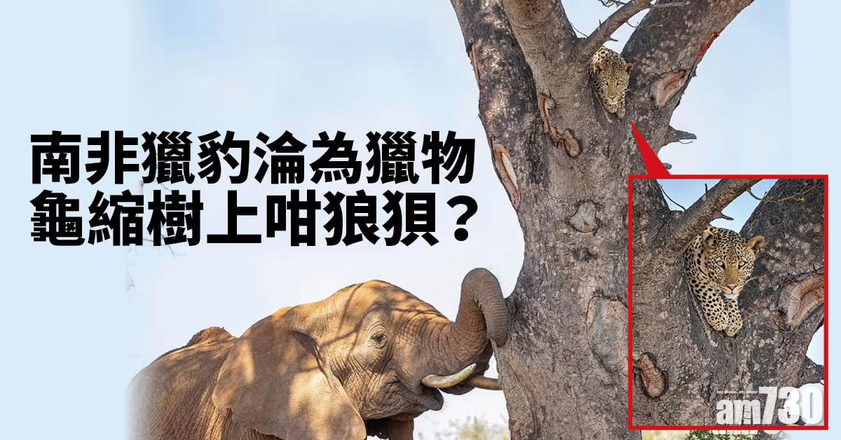 野生動物實錄｜南非獵豹淪為獵物  龜縮樹上咁狼狽？ 