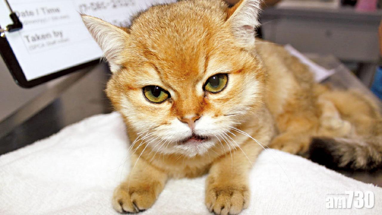 內地男掟幼貓埋牆 虐畜罪成囚10周准保釋上訴