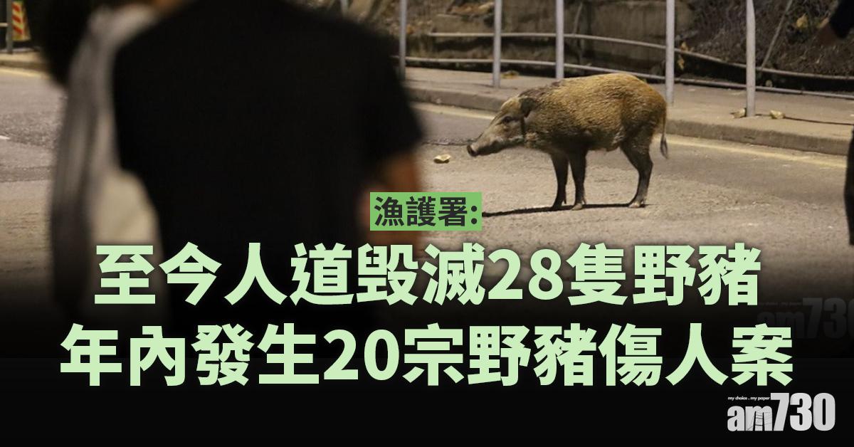 殺豬令｜漁護署：至今人道毁滅28隻野豬　年內野豬傷人案20宗
