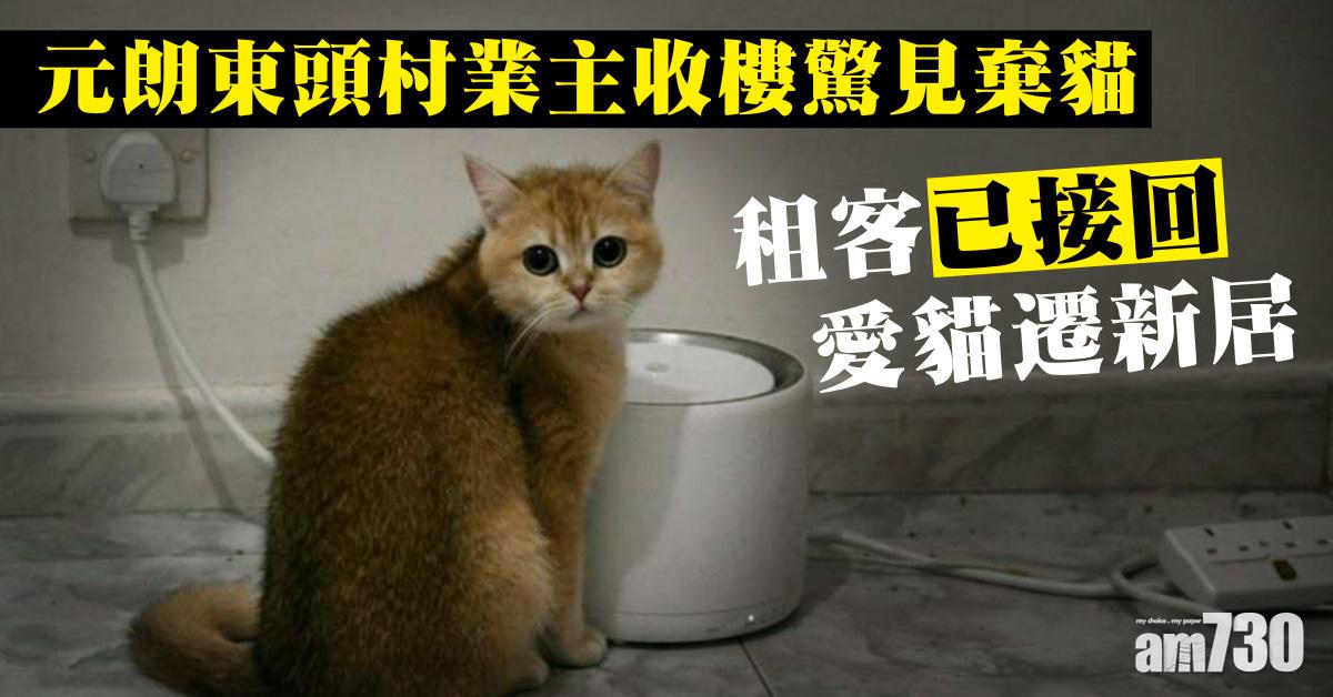 一場誤會｜元朗東頭村業主收樓驚見棄貓　租客已接回愛貓遷新居