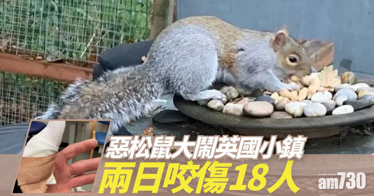 惡松鼠大鬧小鎮  兩日咬傷18人  終被熟人「大義滅親」