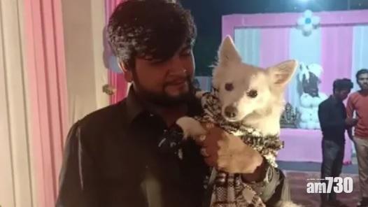 新冠肺炎｜印度男豪擲7萬為愛犬開P慶生  違反防疫規定斷正