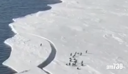 有片｜冰面突斷裂與同伴分開 嚇壞小企鵝奮力躍起幸團聚