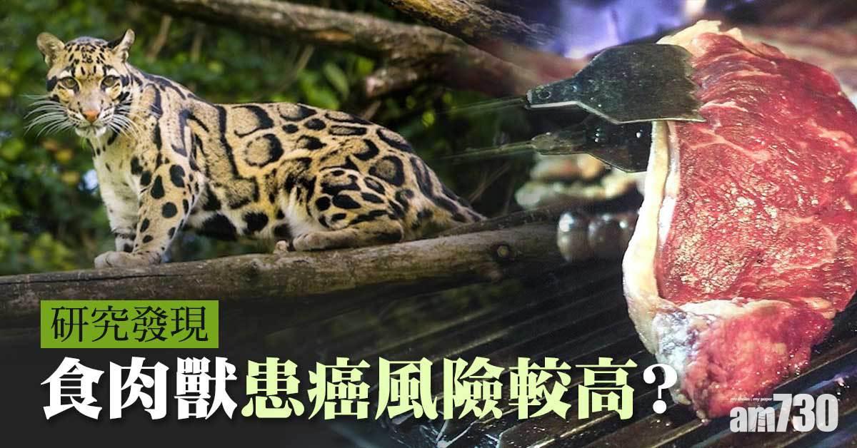 研究：食肉獸患癌風險較高