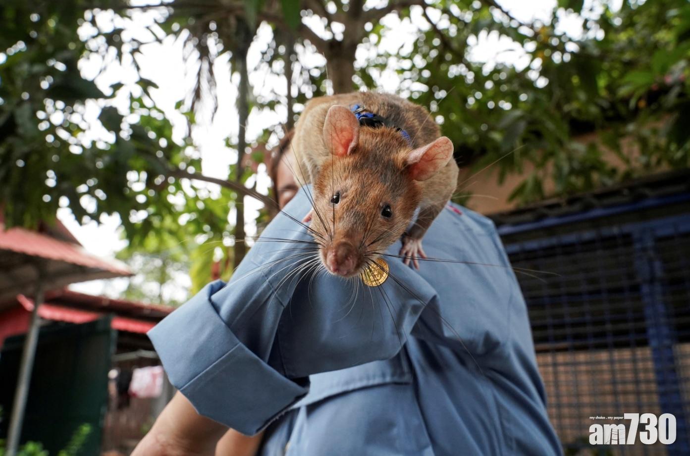 有片｜服役5年於柬埔寨嗅出逾百地雷  「英雄鼠」去世