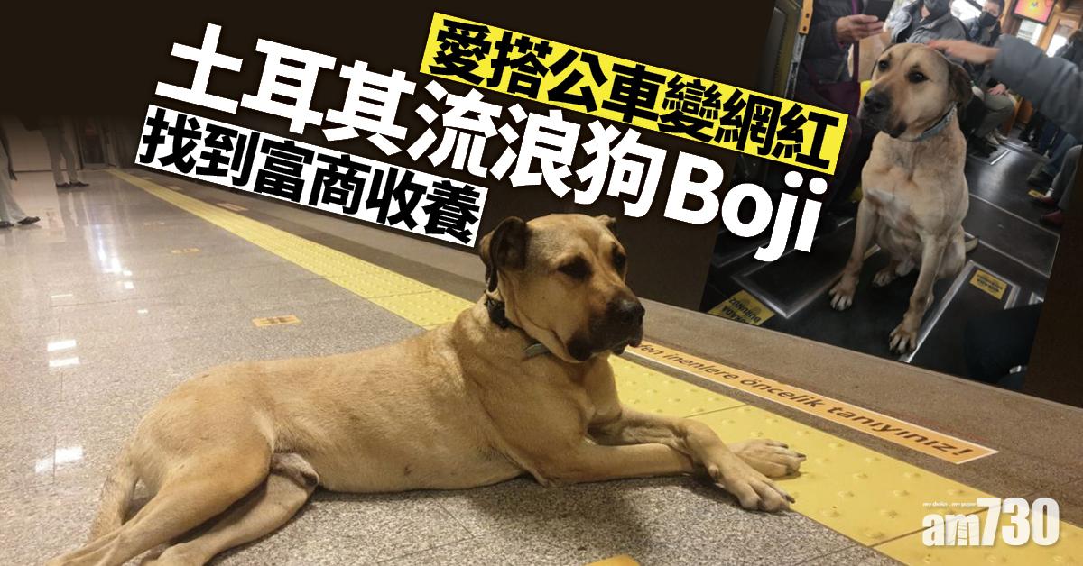 愛搭公車變網紅  土耳其流浪狗Boji遭插贓嫁禍終找到富商收養