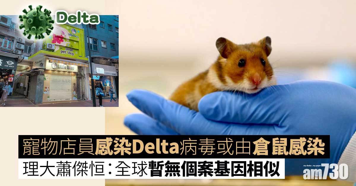 Delta｜消息指銅鑼灣Little Boss倉鼠驗出病毒　理大蕭傑恒：不排除寵物傳人