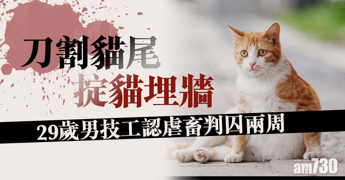 刀割貓尾掟貓埋牆　29歲男技工認虐畜判囚兩周