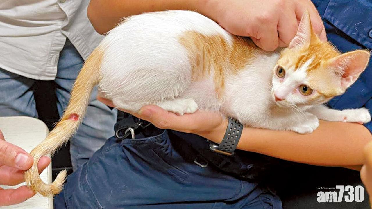 殘酷對待｜刀割尾  擲向牆 電工虐待兩寄養貓囚2周