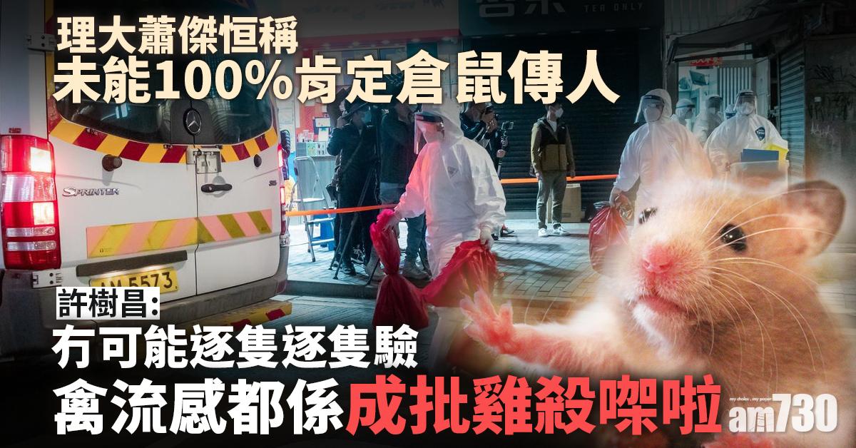 殺鼠令｜理大蕭傑恒稱未能100%肯定倉鼠傳人　許樹昌：公共衛生唔會逐隻數