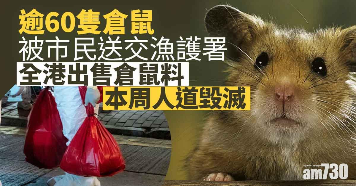 殺鼠令｜漁護署人道毀滅1213小動物　逾60隻倉鼠被市民送交
