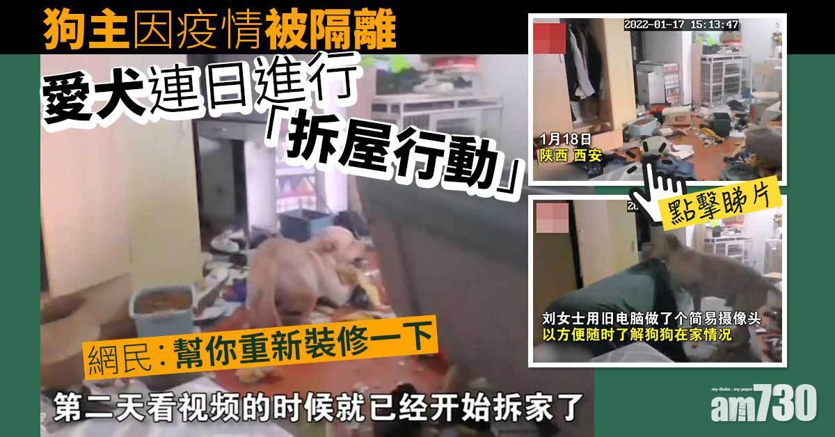 有片｜睇住愛犬日日拆屋  被隔離狗主絕望：屋企基本拆完了