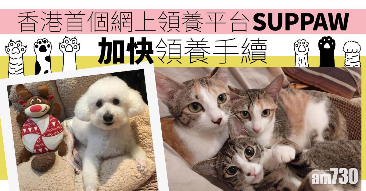 網上領養｜香港首個網上領養平台SUPPAW加快領養流程